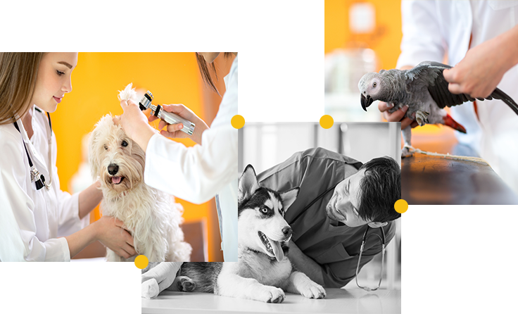 Les services du centre vétérinaire Animath